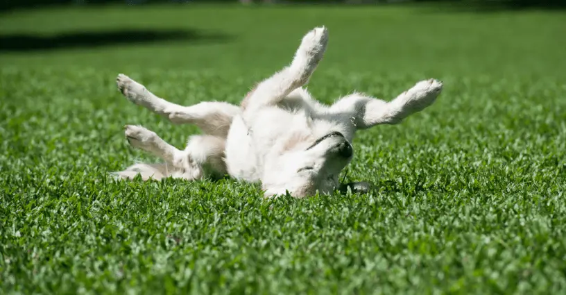 American Synthetic Grass